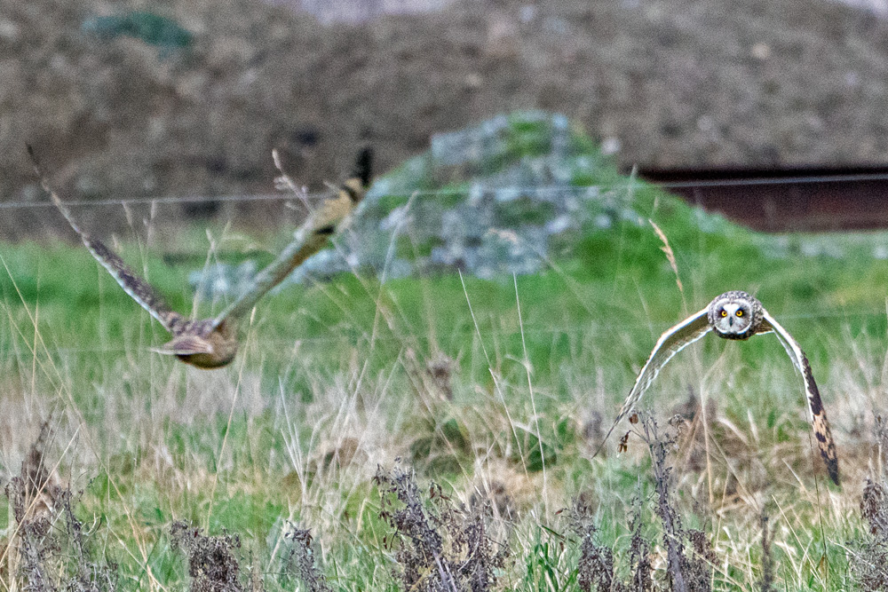 Short-eared Owl